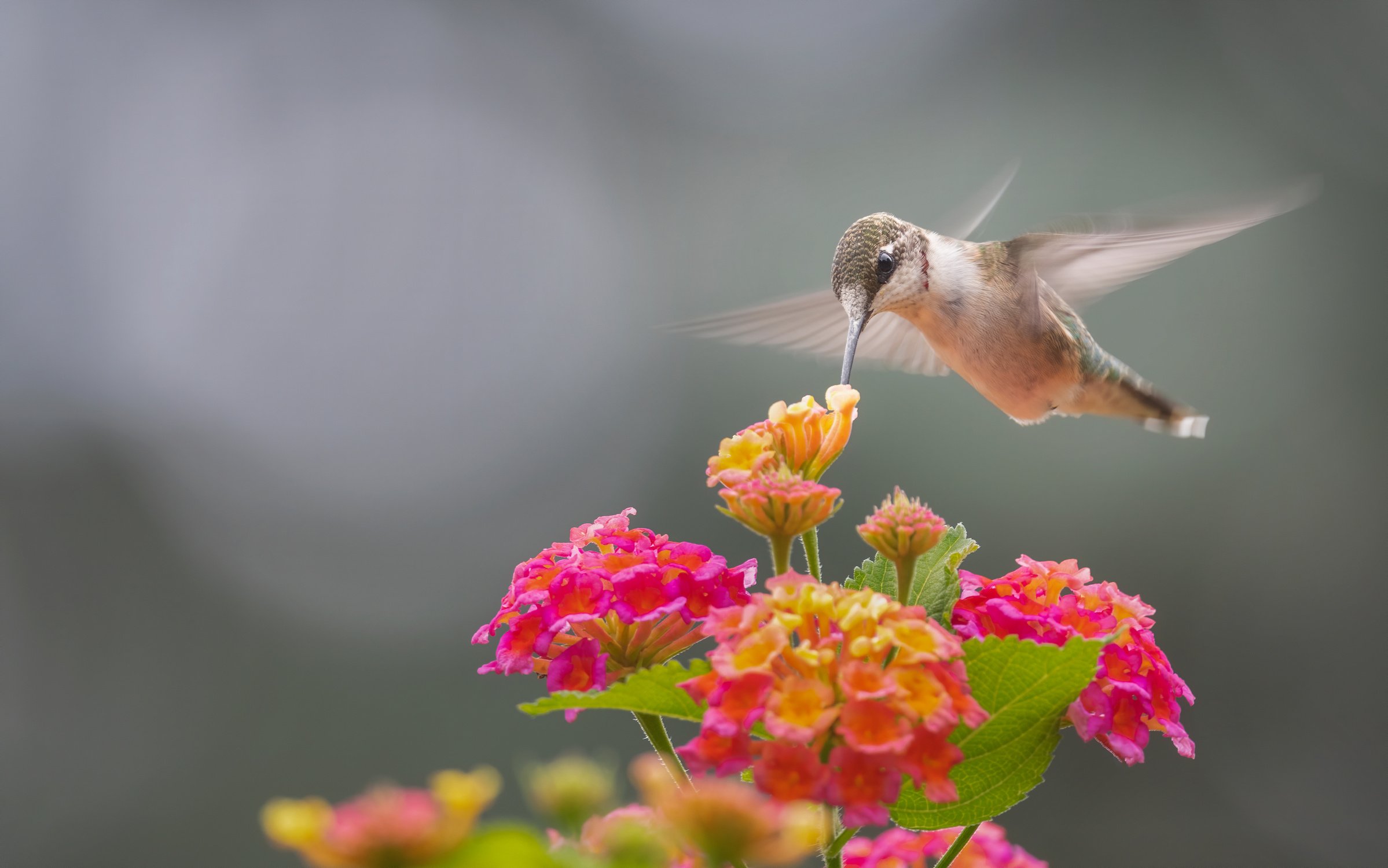 Hummingbird