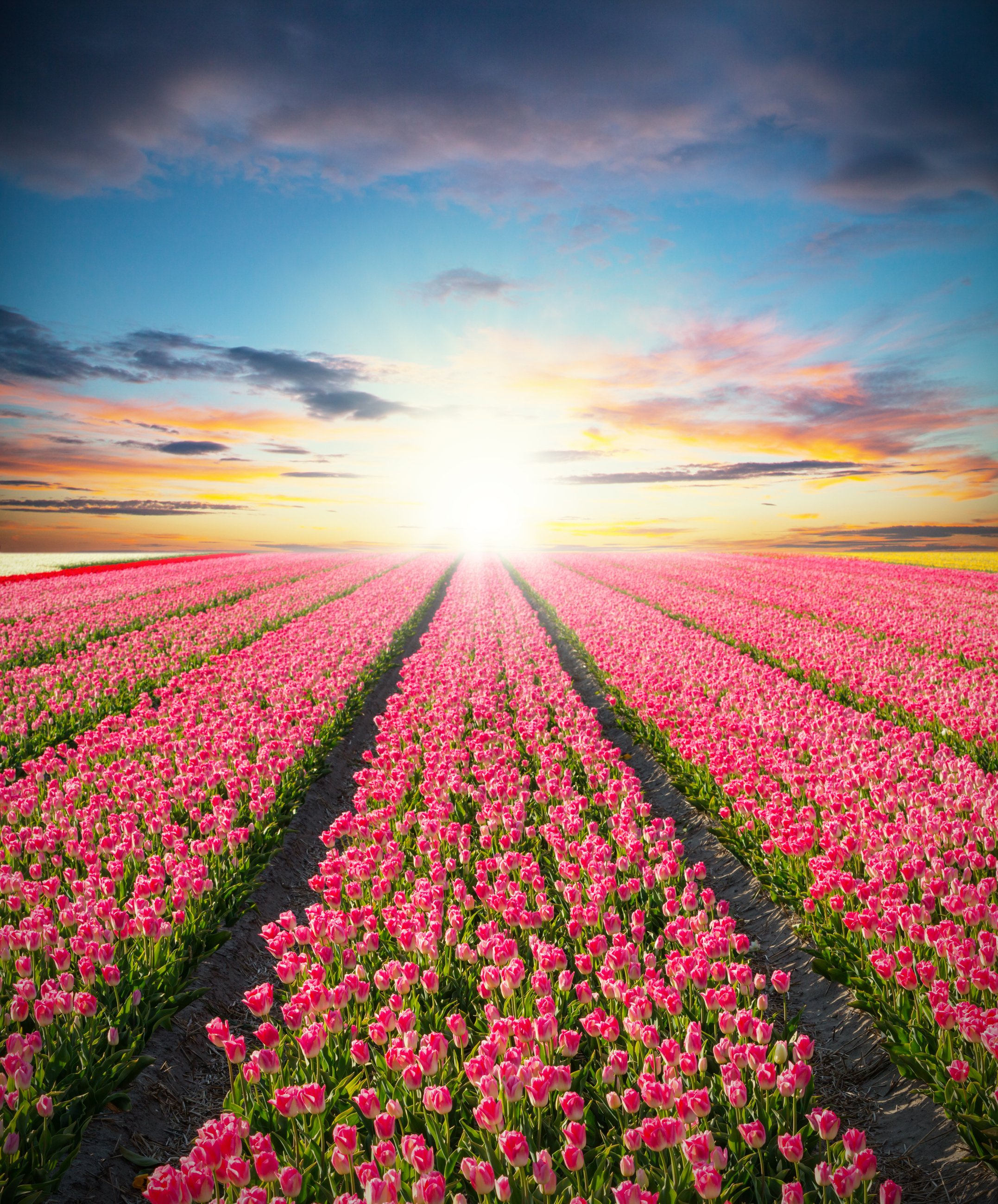 Beautiful Tulips Field